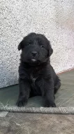 Černá štěňátka labradora