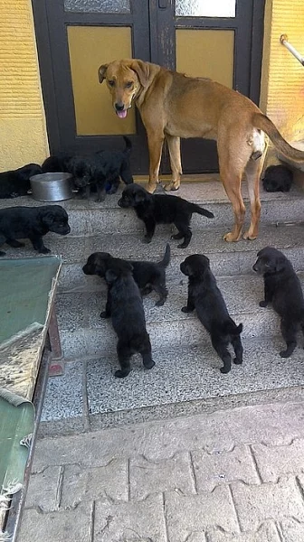 Černá štěňátka labradora