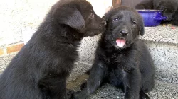 Černá štěňátka labradora