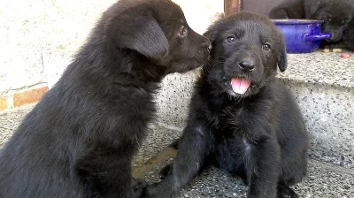 Černá štěňátka labradora