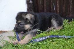 Prodám krásná štěňata německý ovčák
