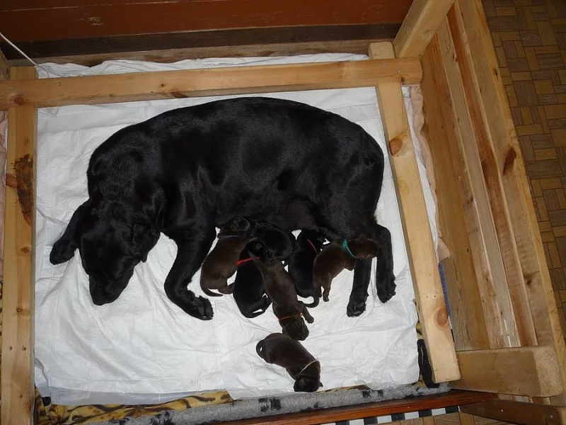 Štěňata s PP Labradorský retriever
