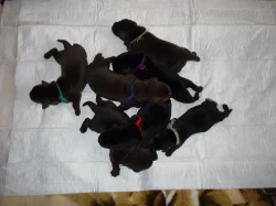 Štěňata s PP Labradorský retriever