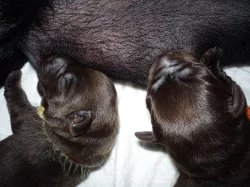 Štěňata s PP Labradorský retriever