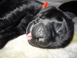 Štěňata s PP Labradorský retriever