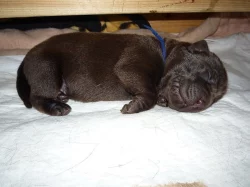 Štěňata s PP Labradorský retriever