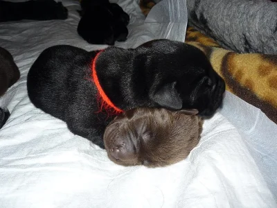 Štěňata s PP Labradorský retriever