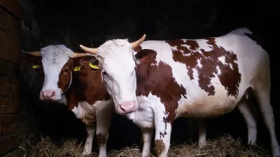 Červenostrakatá vysokobřezí