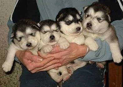 sibiřský husky na prodej bez PP