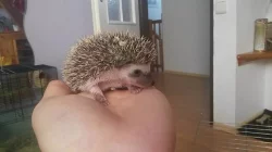 Ježek bělobřichý-mláďata