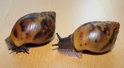 Achatina Achatina - Oblovka Obrovská