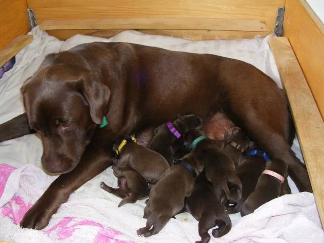 Štěňata labradora s průkazem původu