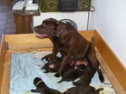 Štěňata labradora s průkazem původu