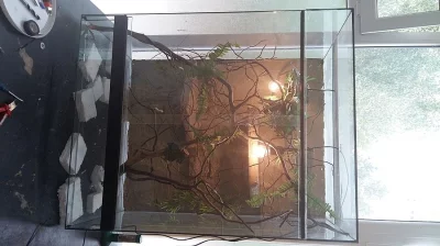 Zařízené Terárium 80 x 60 x 100 cm ( výška )  ze skla