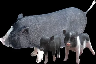 Prodám selata
