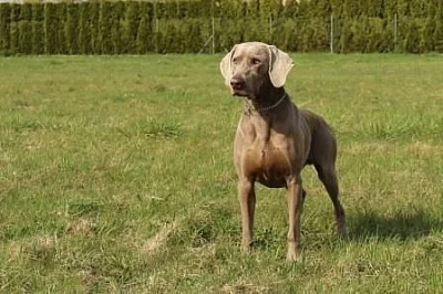 Štěňata Výmarského ohaře krátkosrstého s PP