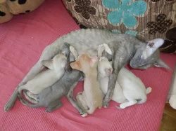 Prodám koťátka cornish rex s PP