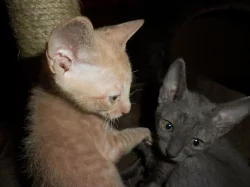 Prodám koťátka cornish rex s PP