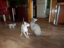 Prodám koťátka cornish rex s PP