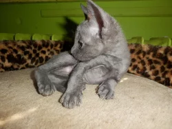 Prodám koťátka cornish rex s PP
