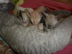 Prodám koťátka cornish rex s PP