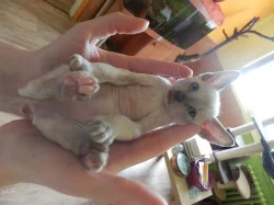 Prodám koťátka cornish rex s PP