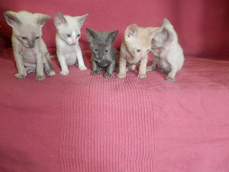 Prodám koťátka cornish rex s PP