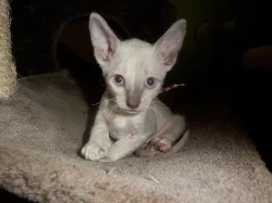 Prodám koťátka cornish rex s PP