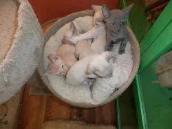 Prodám koťátka cornish rex s PP