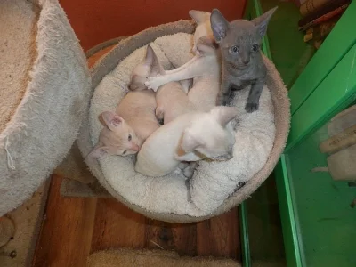 Prodám koťátka cornish rex s PP