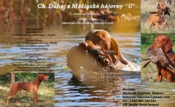 Maďarský krátkosrstý ohař - maďarská vyžla