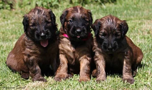 Briard - plavá štěňátka