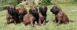 Briard - plavá štěňátka