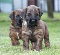 Briard - plavá štěňátka