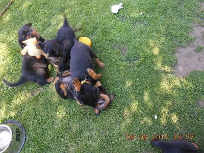 Nabízíme štěňátka RTW - rottweilerů