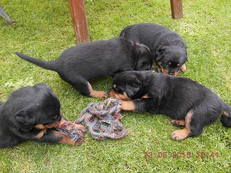 Nabízíme štěňátka RTW - rottweilerů