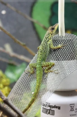 anolis