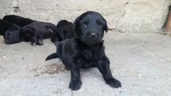 Hovawart - štěňátka bez PP