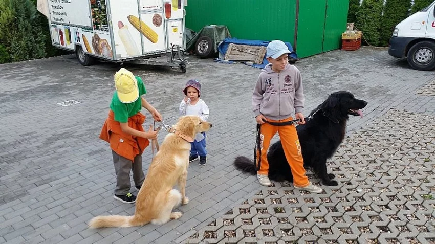 Hovawart - štěňátka bez PP