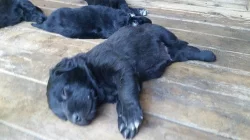 Hovawart - štěňátka bez PP