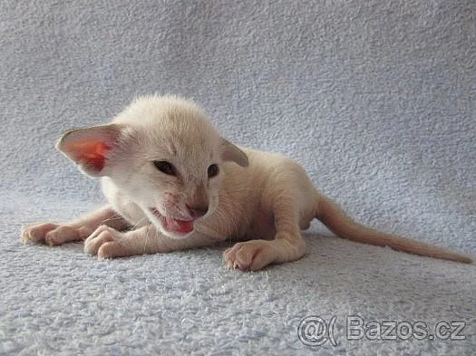 Zadám seychelská a siamská koťata s PP