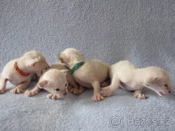 Zadám seychelská a siamská koťata s PP