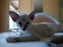 Zadám seychelská a siamská koťata s PP