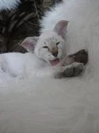 Zadám seychelská a siamská koťata s PP