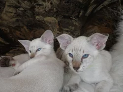 Zadám seychelská a siamská koťata s PP