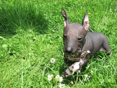 Xoloitzquintle - Mexický naháč s PP