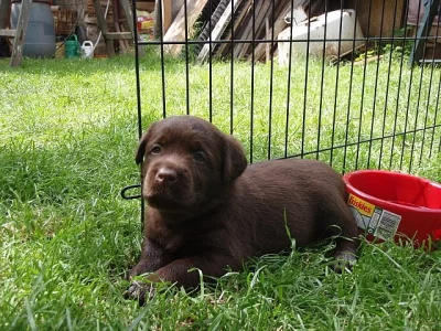 Čokoládová štěňata labradora