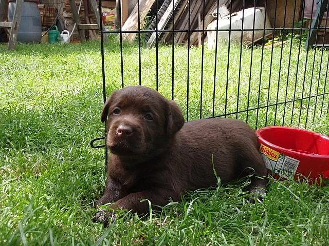 Čokoládová štěňata labradora