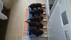 Čokoládová štěňata labradora