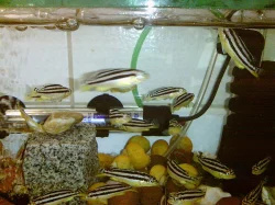 Tlamovec pestry-Melanochromis auratus